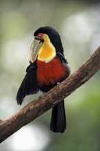 Red-breasted toucan, green-billed toucan (Ramphastos dicolorus), Brazil, South America