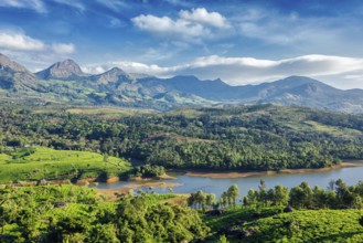 Tea plantations and Muthirappuzhayar River in hills near Munnar, Kerala, India, Asia