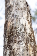 Tree trunk without bark after infestation by bark beetle (Scolytinae), dead wood at Frauenteich,