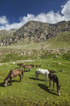 Horses grazing along dirt road in Lahaul Valley, Himachal Pradesh, India, Asia