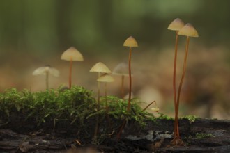 Saffrondrop bonnet (Mycena crocata), group, stem, long, thin, Bremthal, Eppstein, Taunus, Hesse,