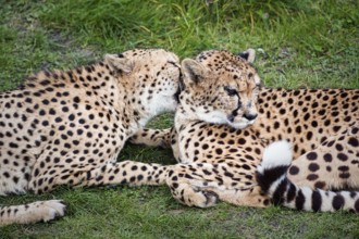 Two cheetahs (Acinonyx jubatus) in the grass, resting, cuddling, captive