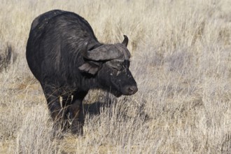 Cape buffalo (Syncerus caffer), adult male in tall dry grass, feeding on grass, savanna, Mahango