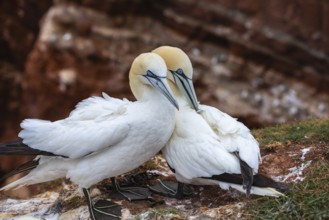 Northern gannet (Morus bassanus), Helgoland Cliff, Helgoland High Seas Island, nests, chicks, North