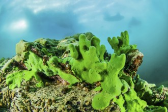 Endemic sponge (Lubomirskia baicalensis), Lake Baikal, Olkhon Island, Pribaikalsky National Park,