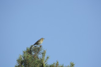 Tree pipit (Anthus trivialis) sitting in tree crown, Grainberg-Kalbenstein, Karlstadter