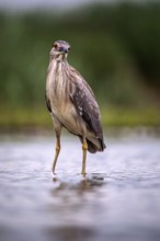 Black crowned night heron (Nycticorax nycticorax) in the water, juvenile, Pusztaszer, Hungary,