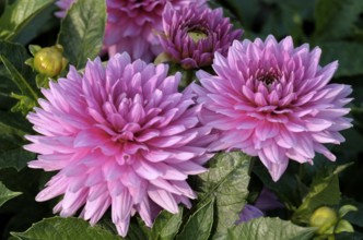 Pink dahlias (Dahlia), North Rhine-Westphalia, Germany, Europe