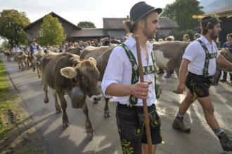 16. 09. 2022. Almabtrieb, cattle seperation in Thalkirchdorf, Markt Oberstaufen, Allgäu, Bavaria,