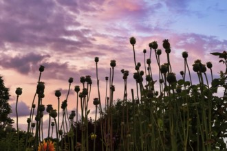 Poppy (Papaver) faded poppy field, evening sky, backlight, Claude Monet garden in summer, Giverny,