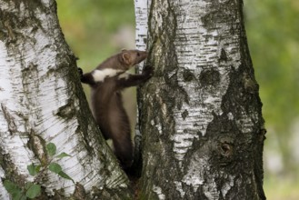 Beech marten (Martes foina), Bitburg, Rhineland-Palatinate, Germany, Europe