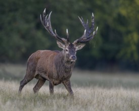 Red deer (Cervus elaphus), with mud in antlers after wallowing running in a meadow, rutting,