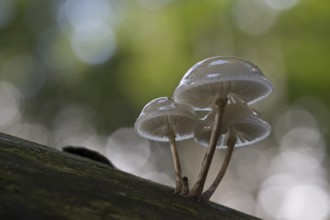 Porcelain fungi (Oudemansiella mucida), Emsland, Lower Saxony, Germany, Europe