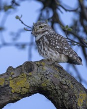 Little Owl (Athene noctua), on a lichen-covered apple tree branch at blue hour, Biosphere Reserve,