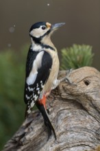 Great Spotted Woodpecker (Dendrocopos major), female on deadwood during snowfall, biosphere