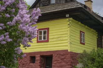 Flowering lilac and colourfully painted wooden house, Vlkolinec, Unesco World Heritage Site,