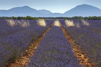 Lavender field, flowering true lavender (Lavandula angustifolia), near Puimoisson, Plateau de