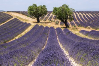 Two trees in a lavender field, flowering true lavender (Lavandula angustifolia), near Valensole,