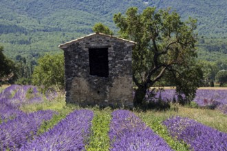 Old stone house with tree in lavender field, flowering true lavender (Lavandula angustifolia), on