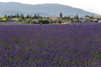 Lavender field, flowering true lavender (Lavandula angustifolia), Puimoisson, Plateau de Valensole,