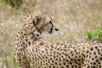 Cheetah (Acinonyx jubatus), portrait, captive, distribution africa