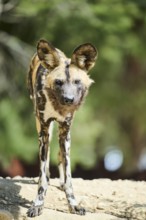 African wild dog (Lycaon pictus), standing, captive, distribution africa