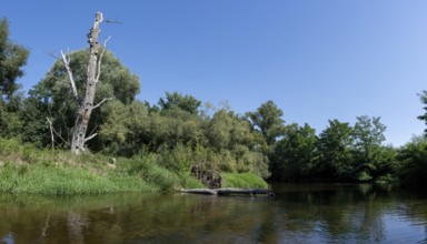 River landscape of the Thaya in late summer, Czech Republic, Europe