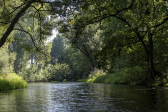 River landscape of the Thaya in late summer, Czech Republic, Europe