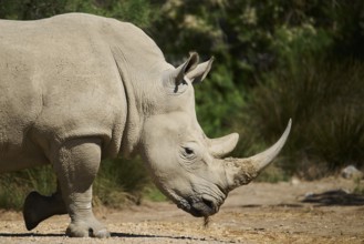 Square-lipped rhinoceros (Ceratotherium simum), standing in the dessert, captive, distribution