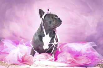 Black French Bulldog dog in pink tutu skirt with party streamers