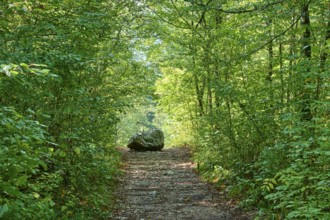 Forest trail, Rock, Summer, Rakov Skocjan valley, Cerknica, Carniola, Slovenia, Europe