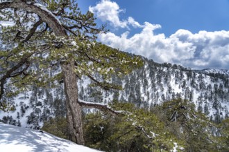 Snowy landscape in the Troodos Mountains in Trodoos, Cyprus, Europe