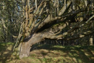 Oak tree, Old, Forest, Amsterdam water line dunes, Zandvoort, North Sea, North Holland, Netherlands