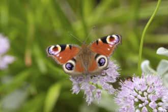 Peacock butterfly (Aglais io) adult feeding on a garden flower, Norfolk, England, United Kingdom,