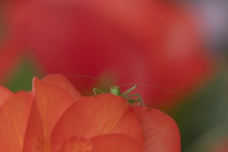 Speckled bush cricket (Leptophyes punctatissima) adult on a garden rose flower, Suffolk, England,