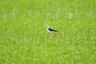 Black-winged stilt (Himantopus himantopus) walking in a rice field, Spain, Europe