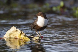 Black-bellied dipper (Cinclus cinclus cinclus) adult bird on waste litter in a river, Norfolk,