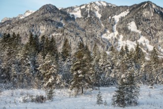 Landscape, mountains, Isar floodplains, nature, wintry, trees, winter picture, Christmas, blue sky,