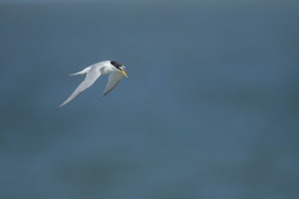 Little tern (Sternula albifrons) adult bird in flight, Suffolk, England, United Kingdom, Europe