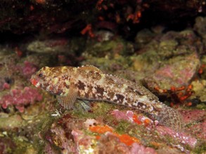 Redmouth goby (Gobius cruentatus), dive site Cap de Creus Marine Protected Area, Rosas, Costa