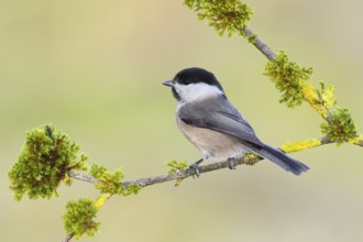 Willow Tit (Parus montanus), sitting on a mossy branch, Siegerland Animals, Birds, North