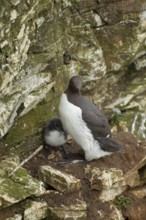 Guillemot (Uria aalge) adult bird with a juvenile chick on a cliff, Northumberland, England, United