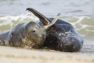 Grey (Halichoerus grypus) seal two adult animals lovingly playing on a beach, Norfolk, England,