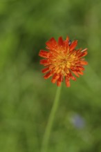 Fox-and-cubs (Hieracium aurantiacum), flower on a rough meadow, Wilnsdorf, North Rhine-Westphalia,