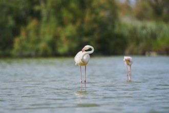 Greater Flamingo (Phoenicopterus roseus) standing in the water, Parc Naturel Regional de Camargue,