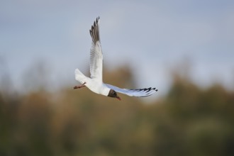 Black-headed gull (Chroicocephalus ridibundus) flying, Camargue, France, Europe