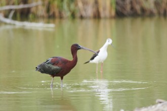 Black-winged stilt (Himantopus himantopus) standing in the water beside a Glossy ibis (Plegadis