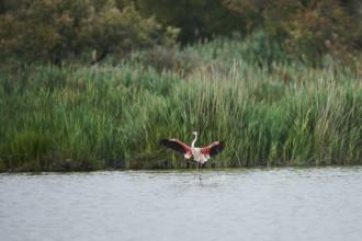 Greater Flamingo (Phoenicopterus roseus), landing in the water, Parc Naturel Regional de Camargue,