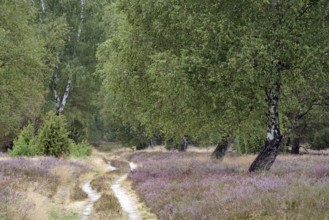 Heath landscape, typical vegetation, carriage and hiking trail leads through the flowering common