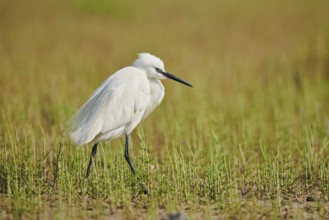 Great egret (Ardea alba) walking in the grass, Camargue, France, Europe